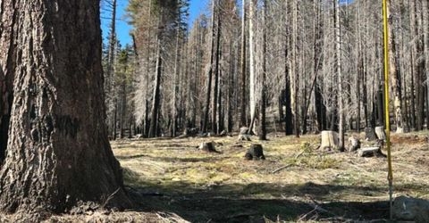 7177 Sierra Pines Rd, Twin Bridges, CA 95735 Photo