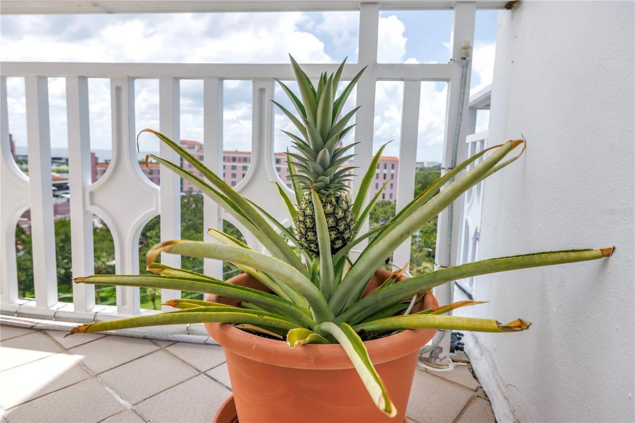 700 Beach Drive Ne, Unit 602, Saint Petersburg, FL 33701 Photo