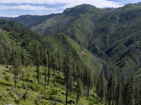 0 Forest Garden Ln, Parcel 7, Weippe, ID 83553