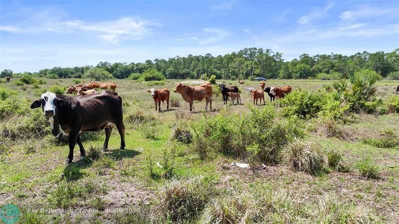 2777 Everhigh Acres Rd, Clewiston, FL 33440 Photo