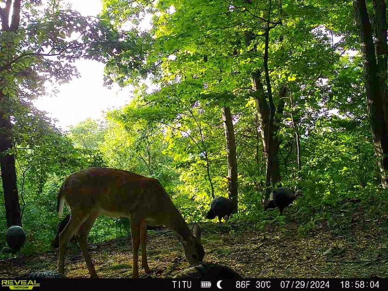 0 Parkinson Road, Unit (Tract 8 a, Langsville, OH 45741 Photo 15