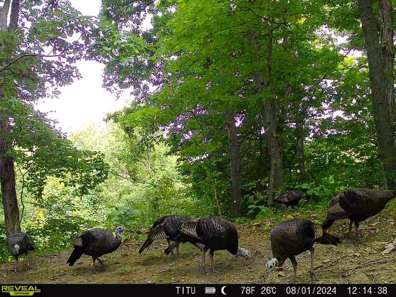 0 Parkinson Road, Unit (Tract 8 a, Langsville, OH 45741 Photo 16