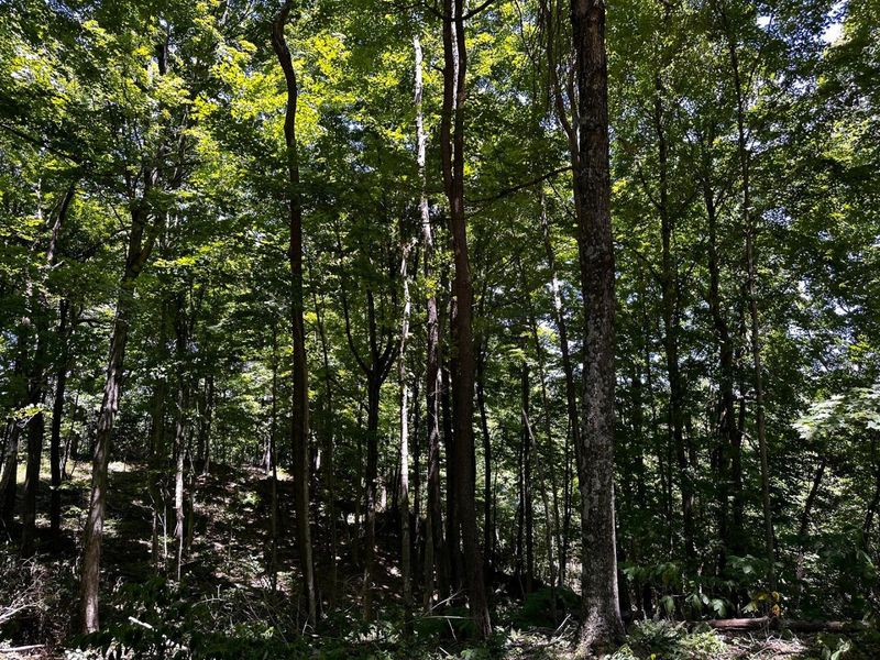 0 Parkinson Road, Unit (Tract 8 a, Langsville, OH 45741 Photo 17