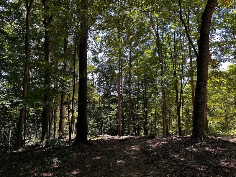 0 Parkinson Road, Unit (Tract 8 a, Langsville, OH 45741 Photo 18