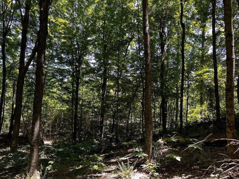 0 Parkinson Road, Unit (Tract 8 a, Langsville, OH 45741 Photo 20