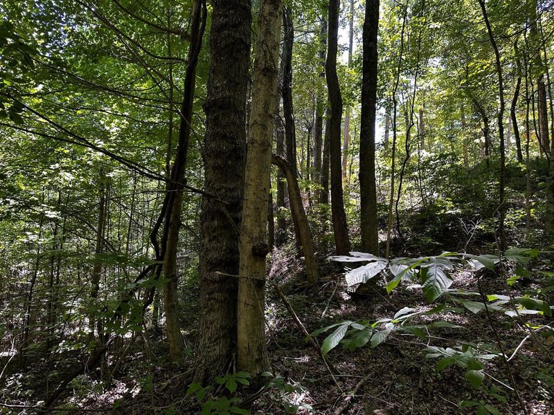 0 Parkinson Road, Unit (Tract 8 a, Langsville, OH 45741 Photo 22