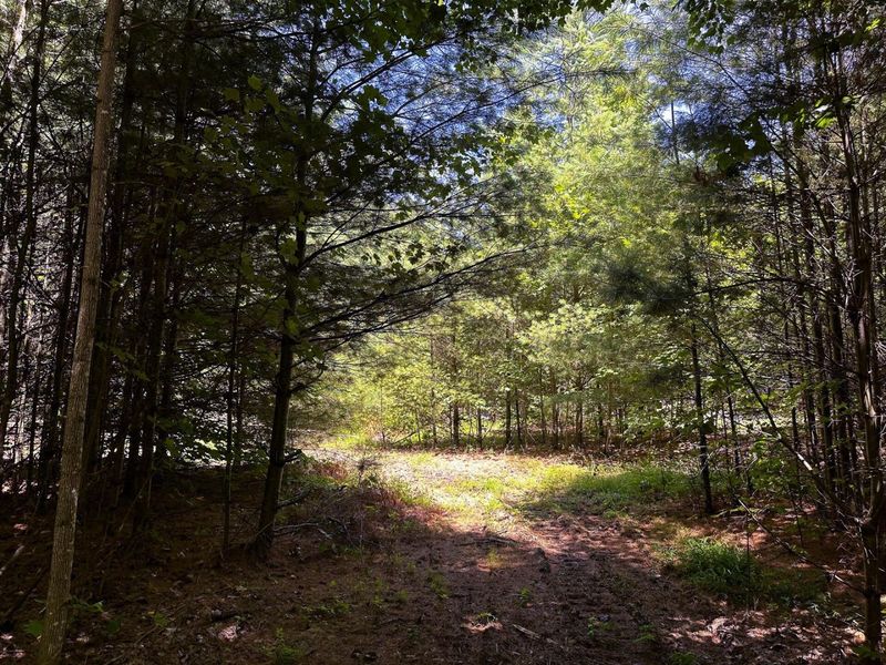 0 Parkinson Road, Unit (Tract 8 a, Langsville, OH 45741 Photo 24