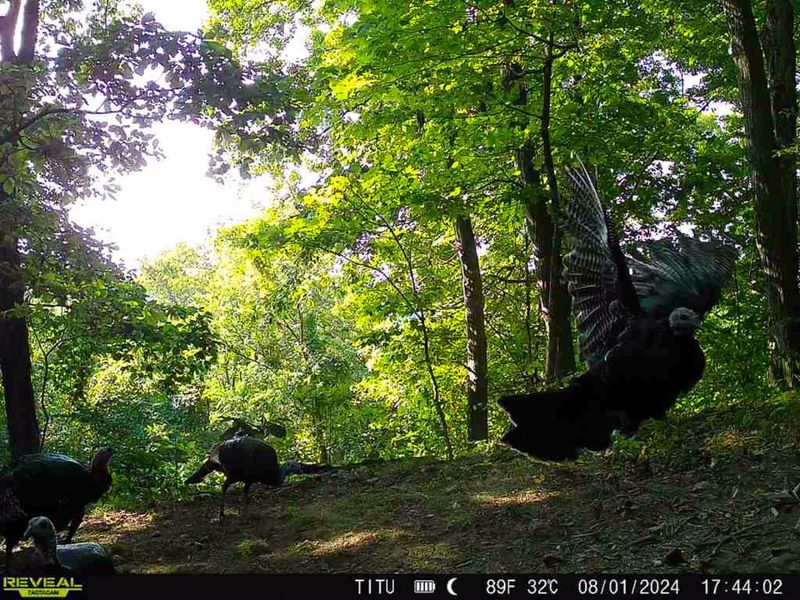 0 Parkinson Road, Unit (Tract 8 a, Langsville, OH 45741 Photo 3