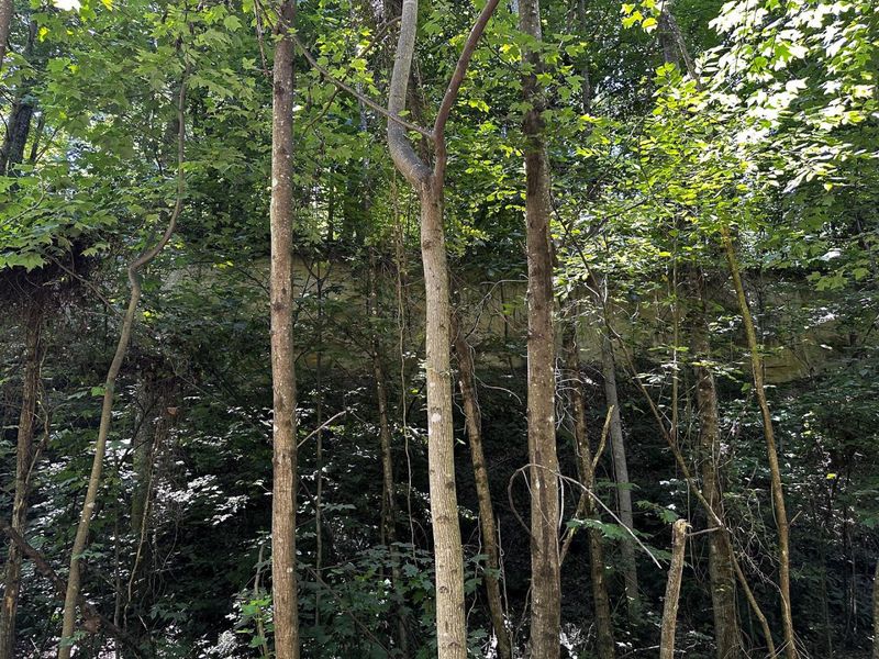 0 Parkinson Road, Unit (Tract 8 a, Langsville, OH 45741 Photo 34