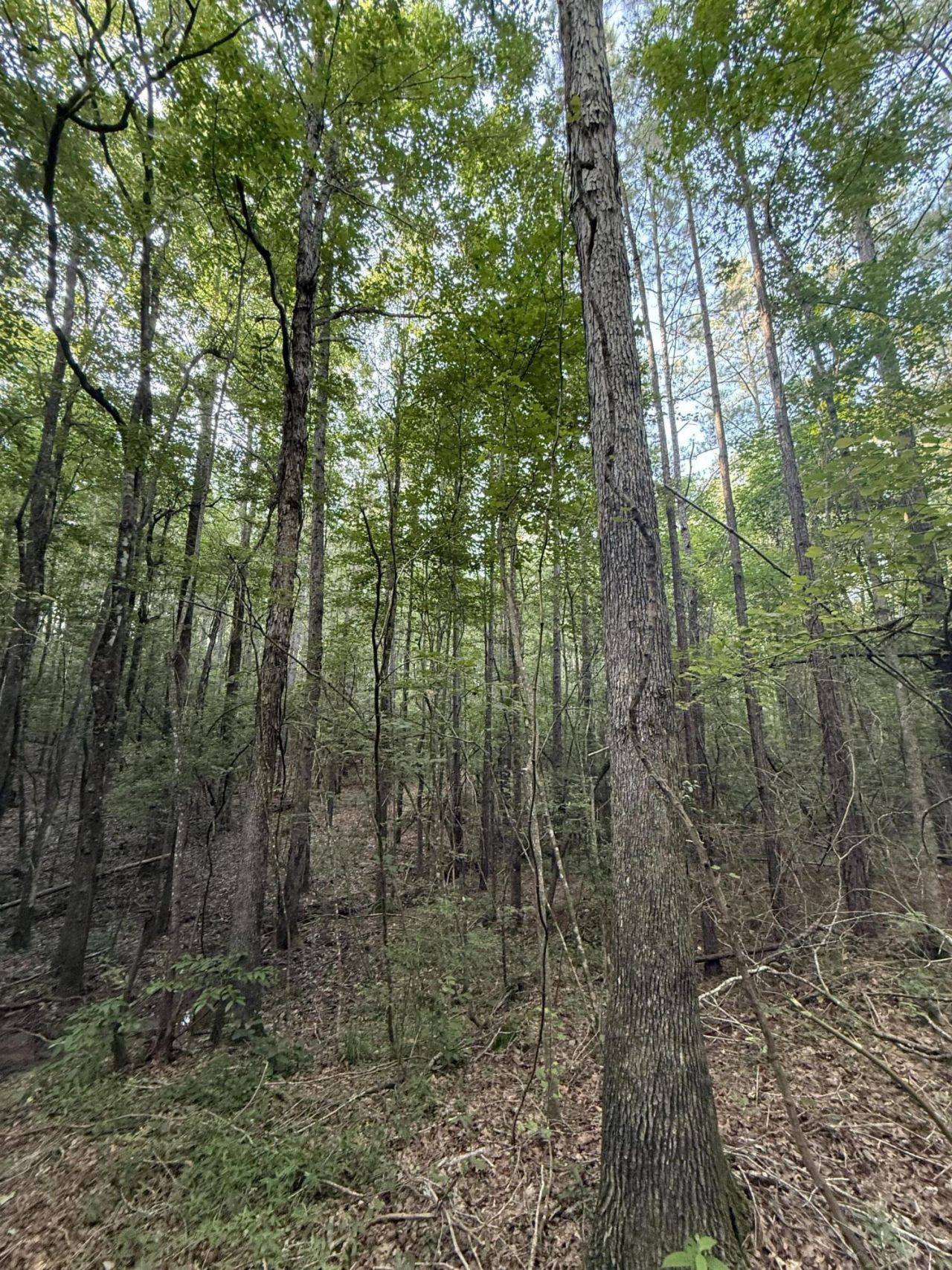 40 +/- Acres Hwy 35, Mount Olive, MS 39119 Main Photo