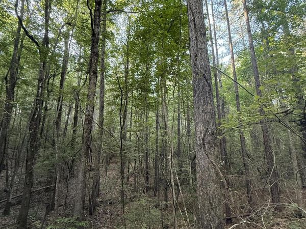 40 +/- Acres Hwy 35, Mount Olive, MS 39119