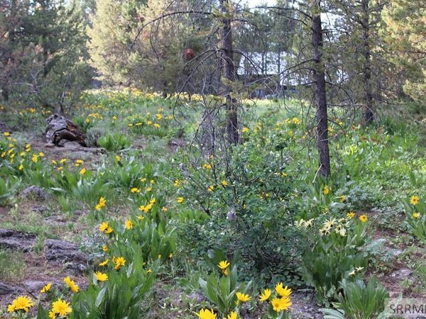 0000 Buffalo Dr, ISLAND PARK, ID 83429