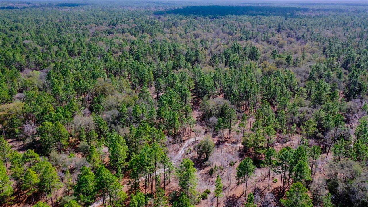 7137 W Sunmar Sample Lane, Dunnellon, FL 34433 Photo