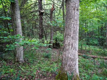 Lot 130 Laurel Loop, Bruceton Mills, WV 26525