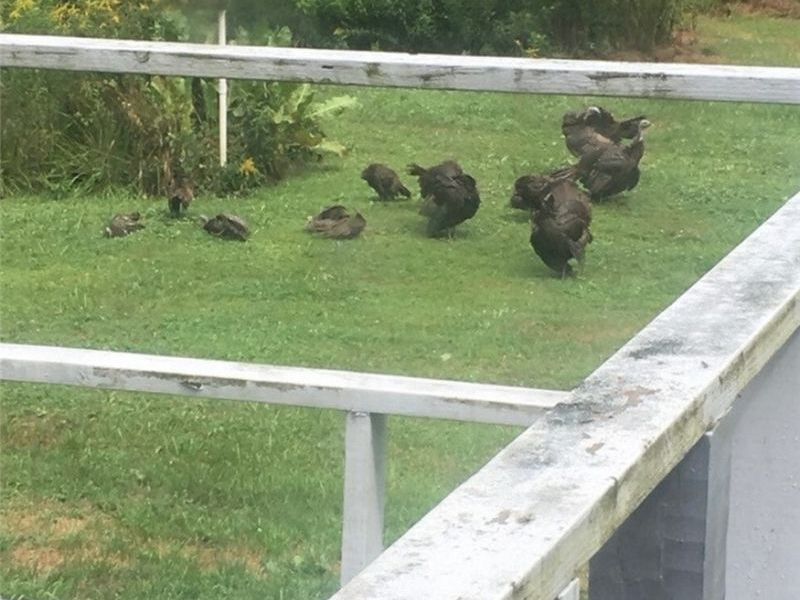 6261 State Route 88, Kinsman, OH 44428 Photo 21