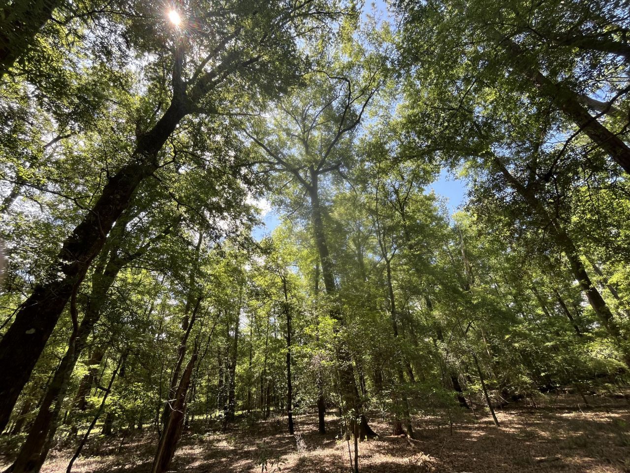 O Cobb Ct Interior Parcel Photo 7