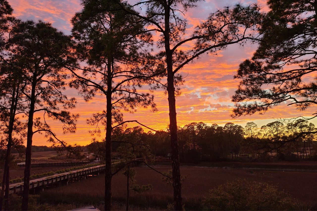 79 Trailing Vine Way Photo 10