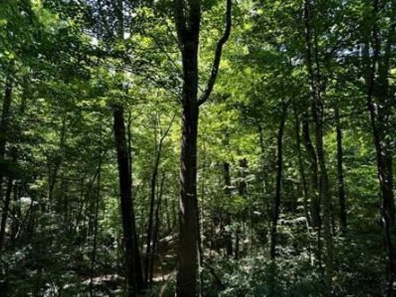 32964 Parkinson Road, Unit (Tract 6 a, Langsville, OH 45741 Photo 20