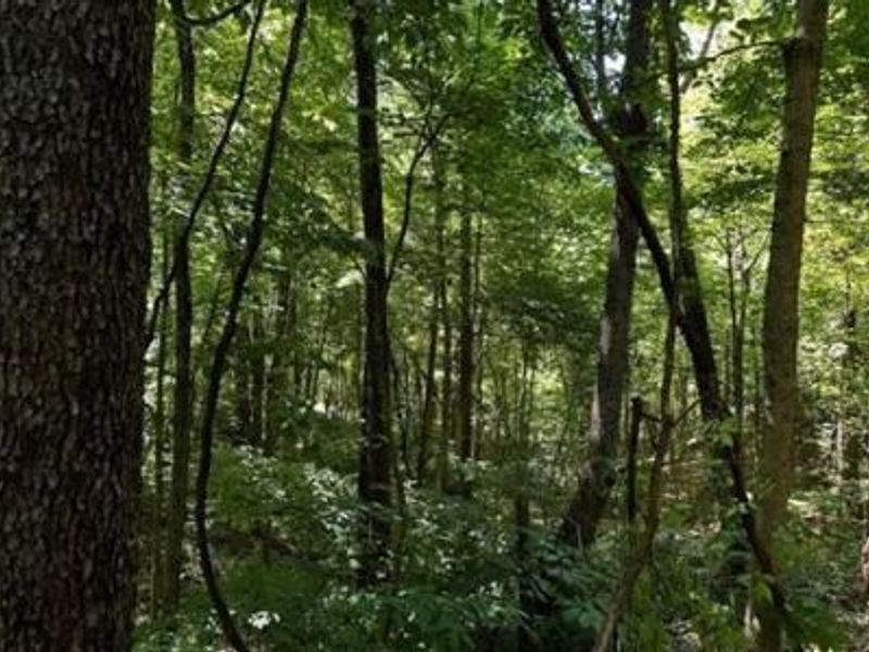 32964 Parkinson Road, Unit (Tract 6 a, Langsville, OH 45741 Photo 24