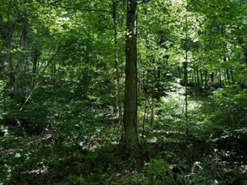 32964 Parkinson Road, Unit (Tract 6 a, Langsville, OH 45741 Photo 27