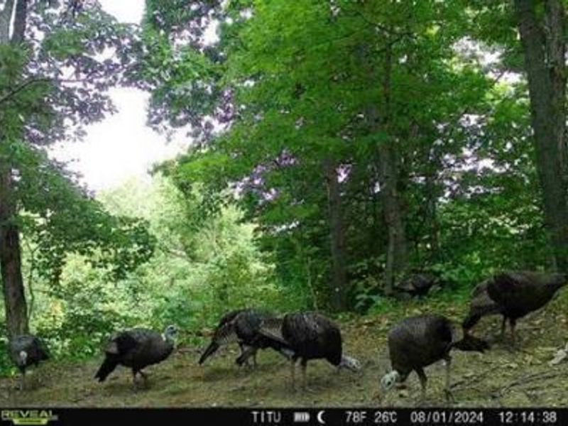 32964 Parkinson Road, Unit (Tract 6 a, Langsville, OH 45741 Photo 4