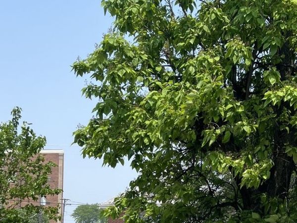 3334 W Warren Boulevard, Chicago, IL 60624