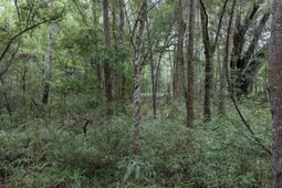 33 Middleton Oaks Road photo 4