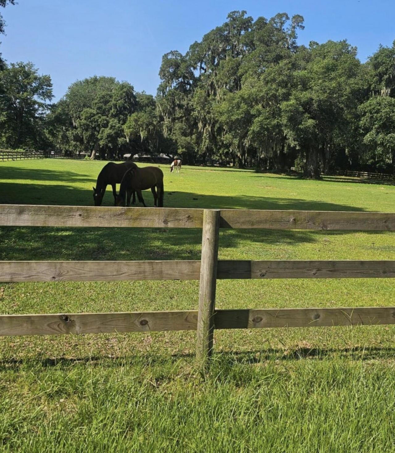 33 Middleton Oaks Road Photo 6