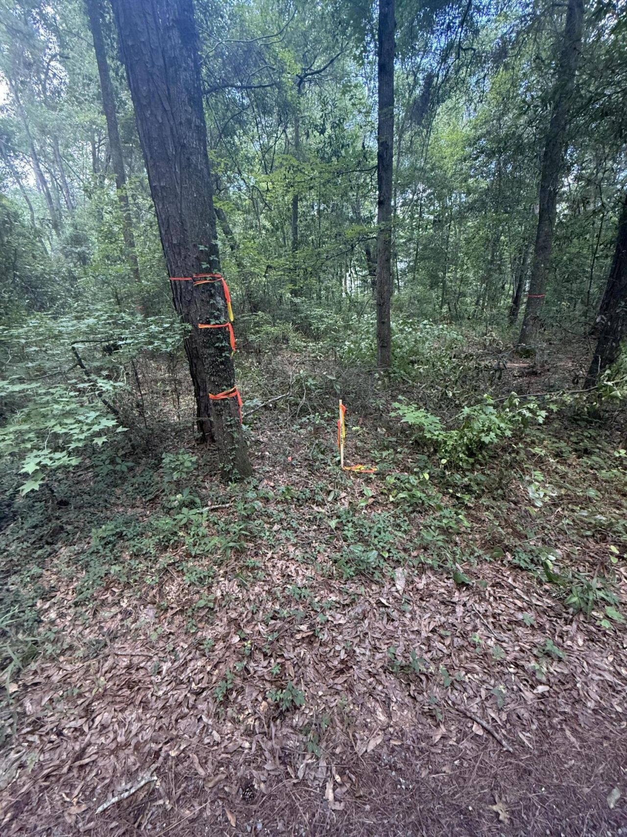 33 Middleton Oaks Road Photo 7