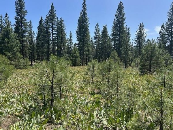 157 Arrowleaf Road, Portola, CA 00000