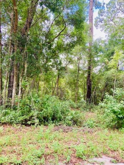 407 Raulerson Road, Seville, FL 32190 Photo