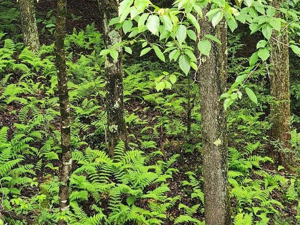 YOUGH VIEW DRIVE, Unit 12, OAKLAND, MD 21550