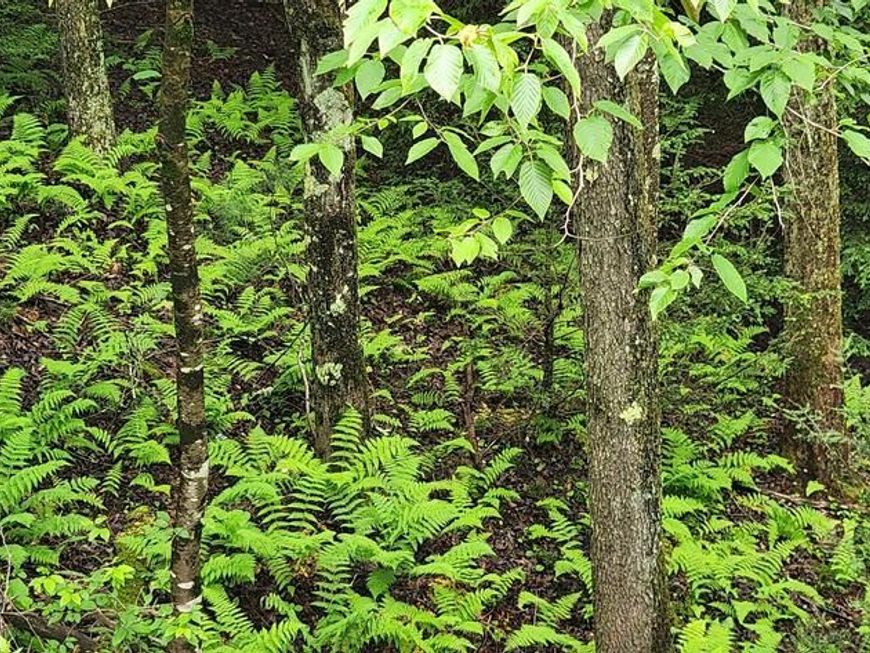 Yough View Drive, Lot #12, Oakland, MD 21550 Main Photo