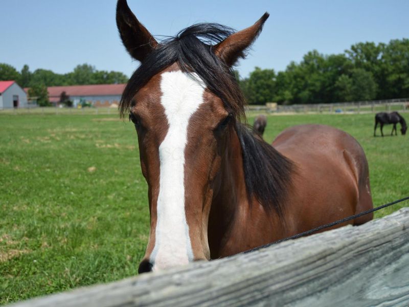 10156 Marysville Road, Ostrander, OH 43061 Photo 103