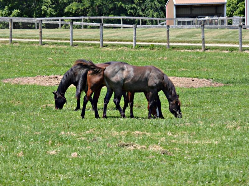 10156 Marysville Road, Ostrander, OH 43061 Photo 106