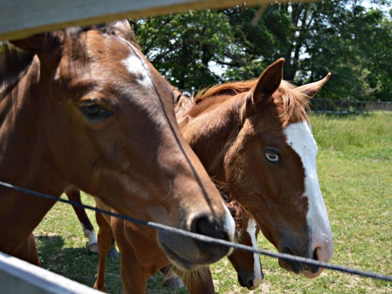 10156 Marysville Road, Ostrander, OH 43061 Photo 108