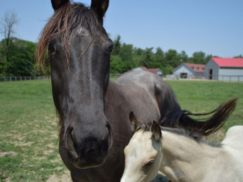 10156 Marysville Road, Ostrander, OH 43061 Photo 43
