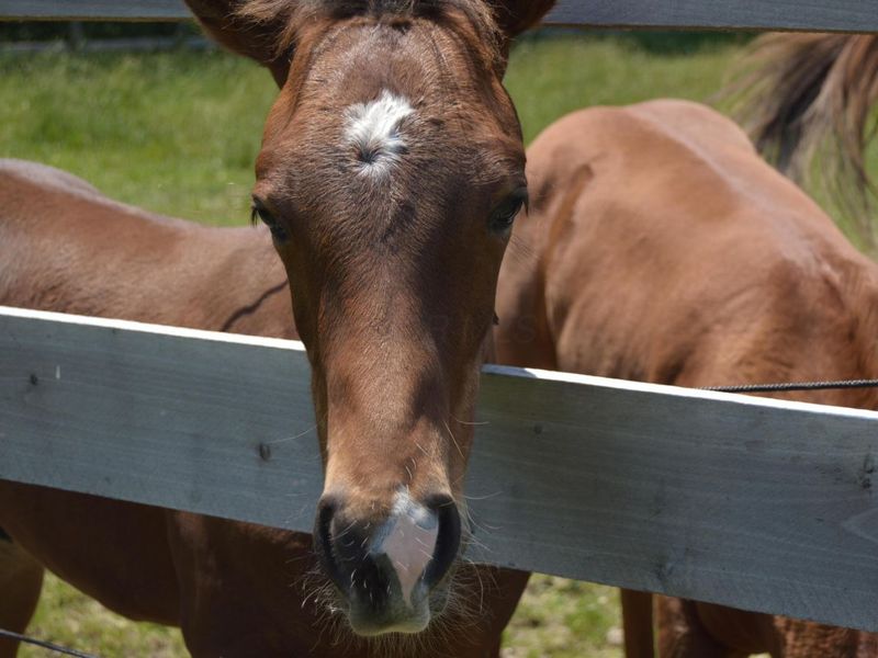 10156 Marysville Road, Ostrander, OH 43061 Photo 71