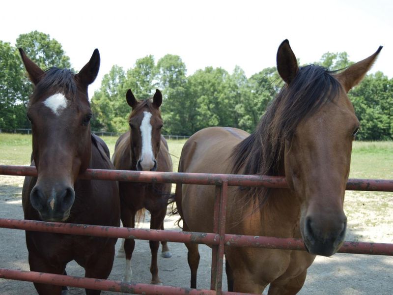 10156 Marysville Road, Ostrander, OH 43061 Photo 75