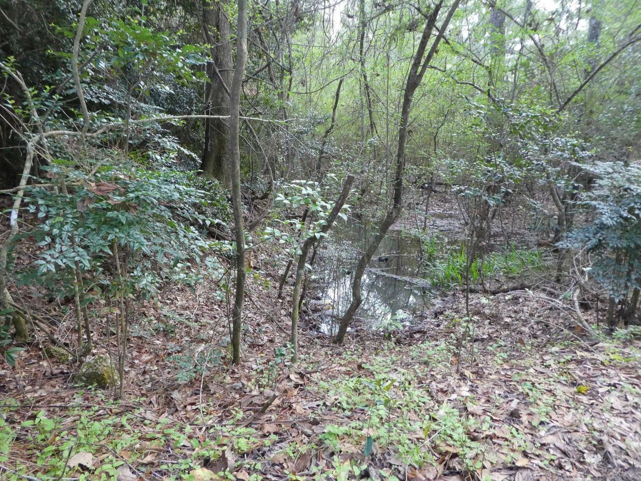 X Thomasville Road, Tallahassee, FL 32312 Photo