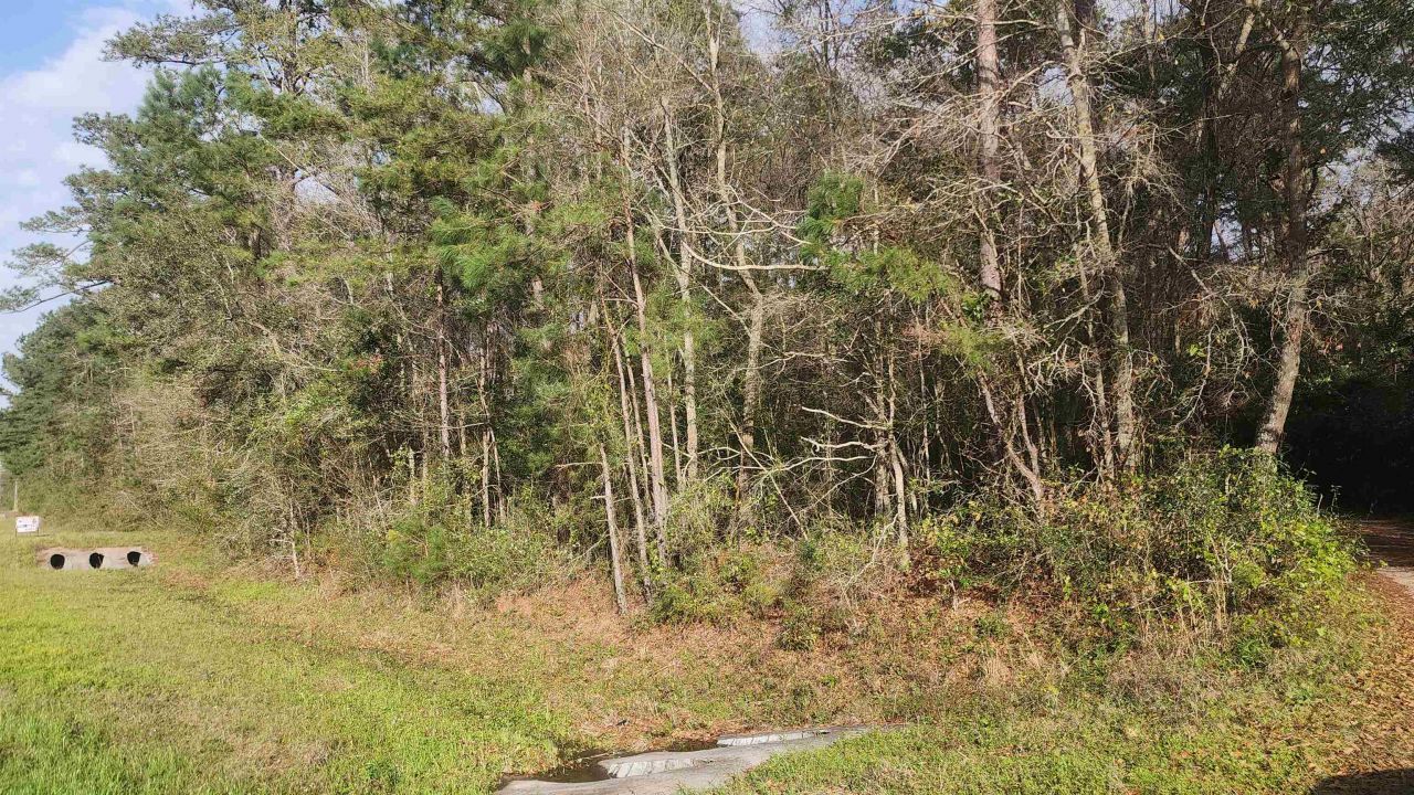 X Thomasville Road, Tallahassee, FL 32312 Photo