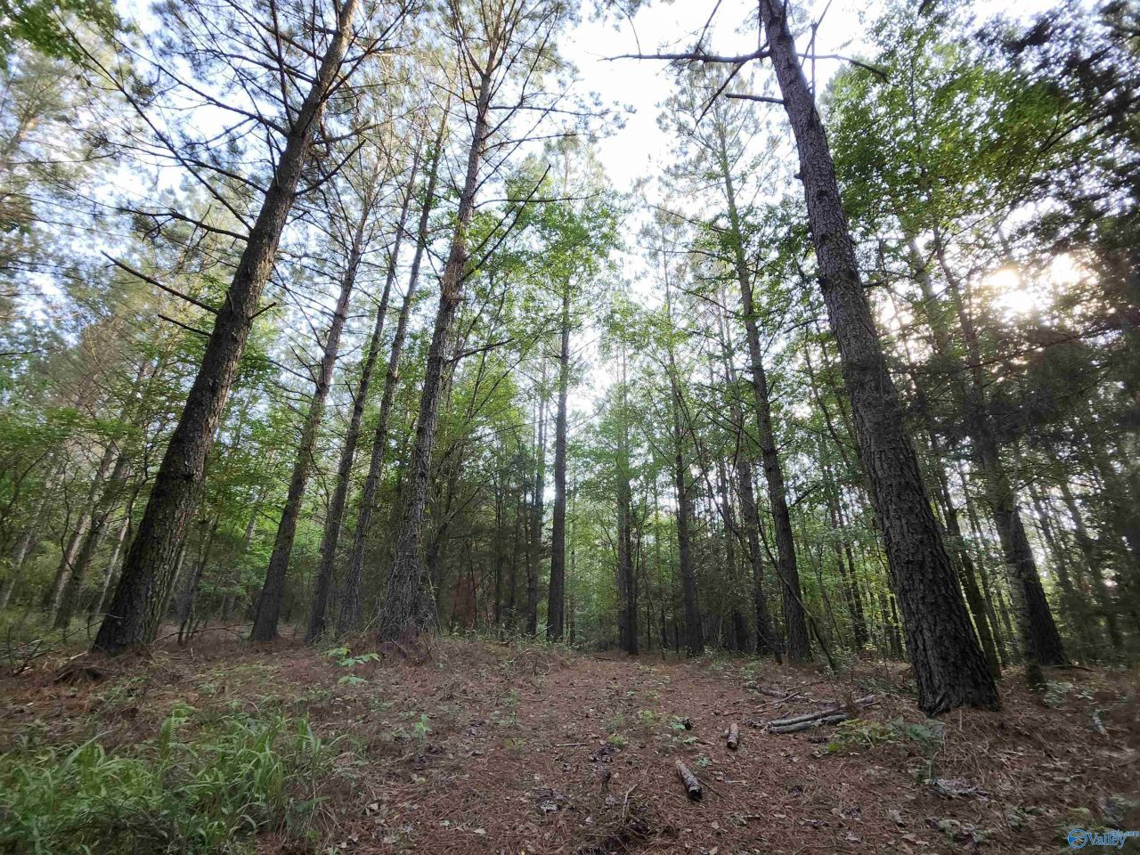 6926 County Road 29, Piedmont, AL 36272 Main Photo