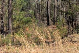 Off Evergreen Road photo 4