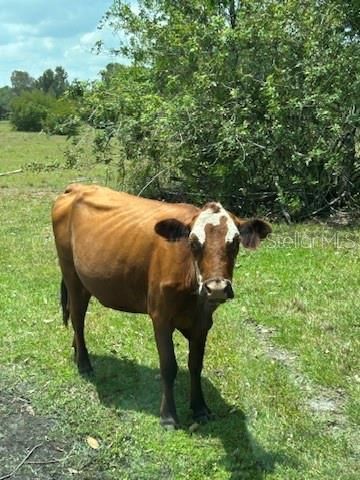 21081 Granville Road, North Fort Myers, FL 33917 Photo