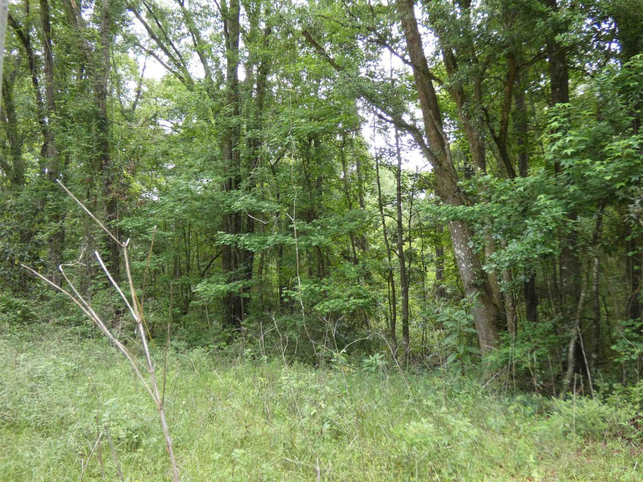 Tbd E 2nd Way, Greenville, FL 32331 Photo