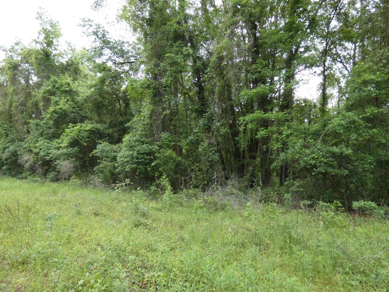 Tbd E 2nd Way, Greenville, FL 32331 Photo