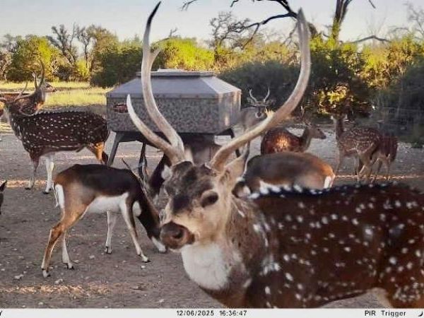 267 CR 112, Goldthwaite, TX 76844