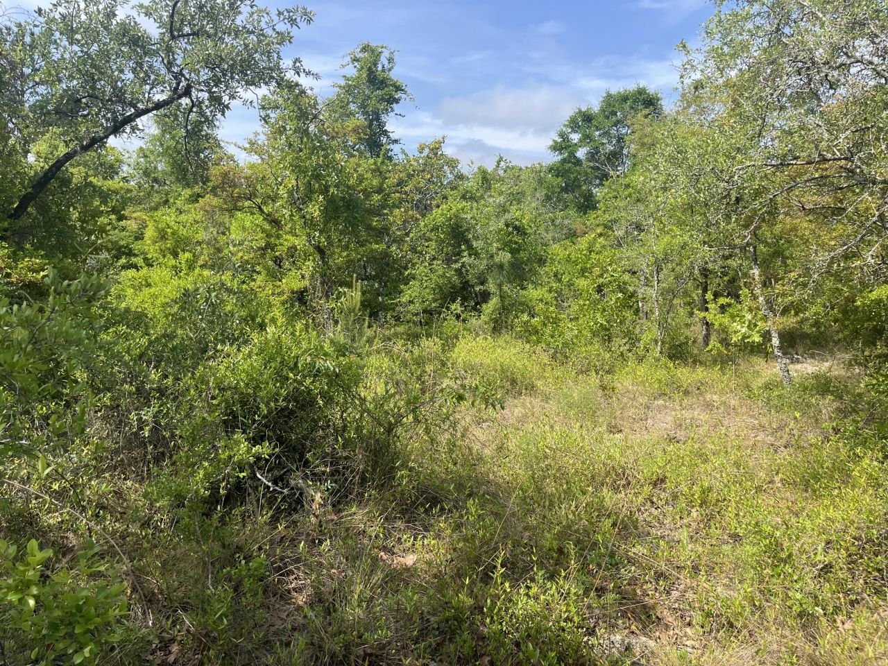 Tbd Rome Avenue, Alford, FL 32420 Photo