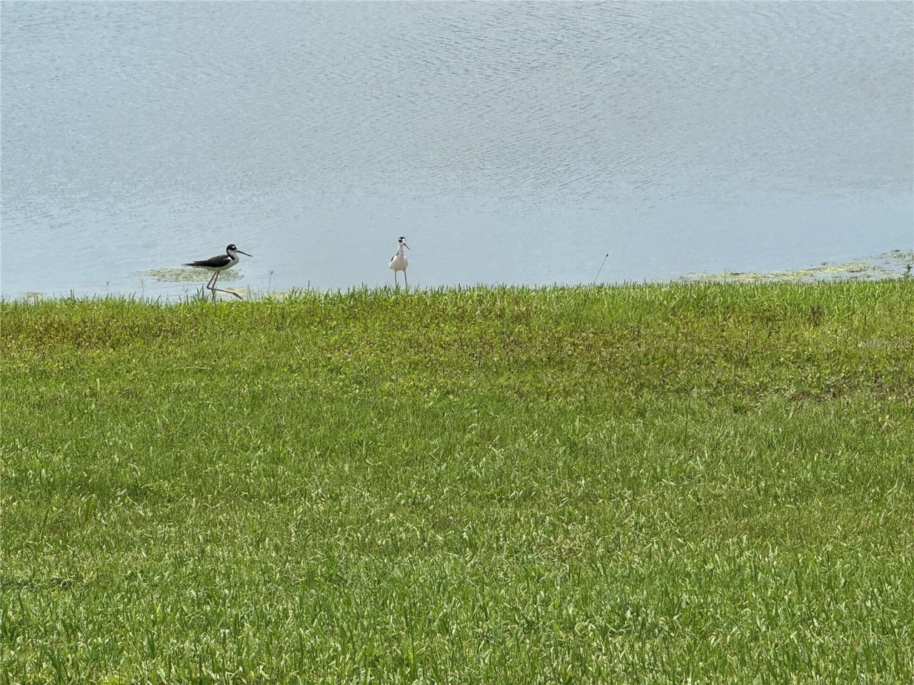 239 Okeeffe Circle, Bradenton, FL 34212 Photo