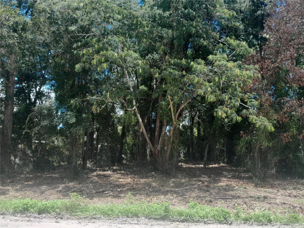 Tbd NE 48th Street, Williston, FL 32696 Photo